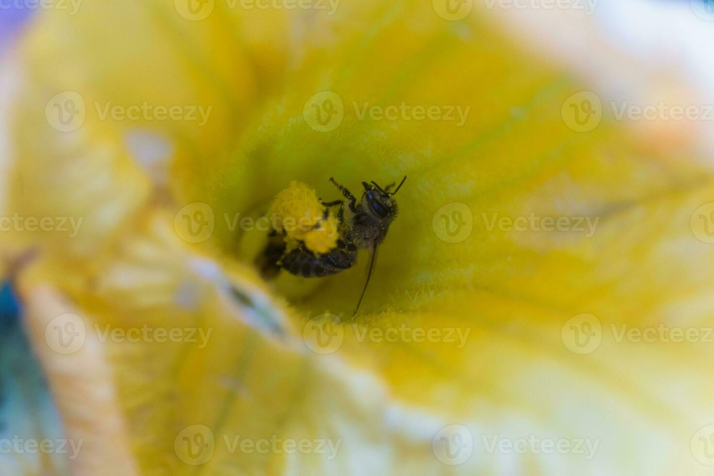 un abeja coleccionar néctar desde un calabaza flor. un abeja se sienta en el mano de mortero de enorme amarillo calabaza flor. foto