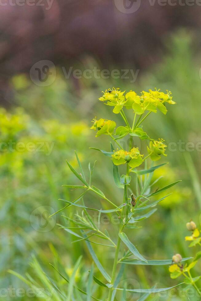 Euphorbia virgata, leafy spurge lettuce small flowers gathered in inflorescences. plant with milk inside. Honey plants of Europe. photo