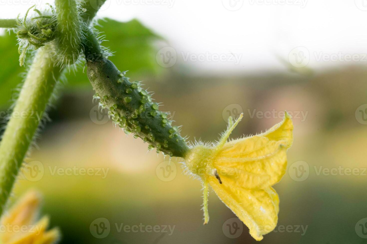 One green ripe cucumber on a bush among the leaves. Cucumber on the background of the garden. photo