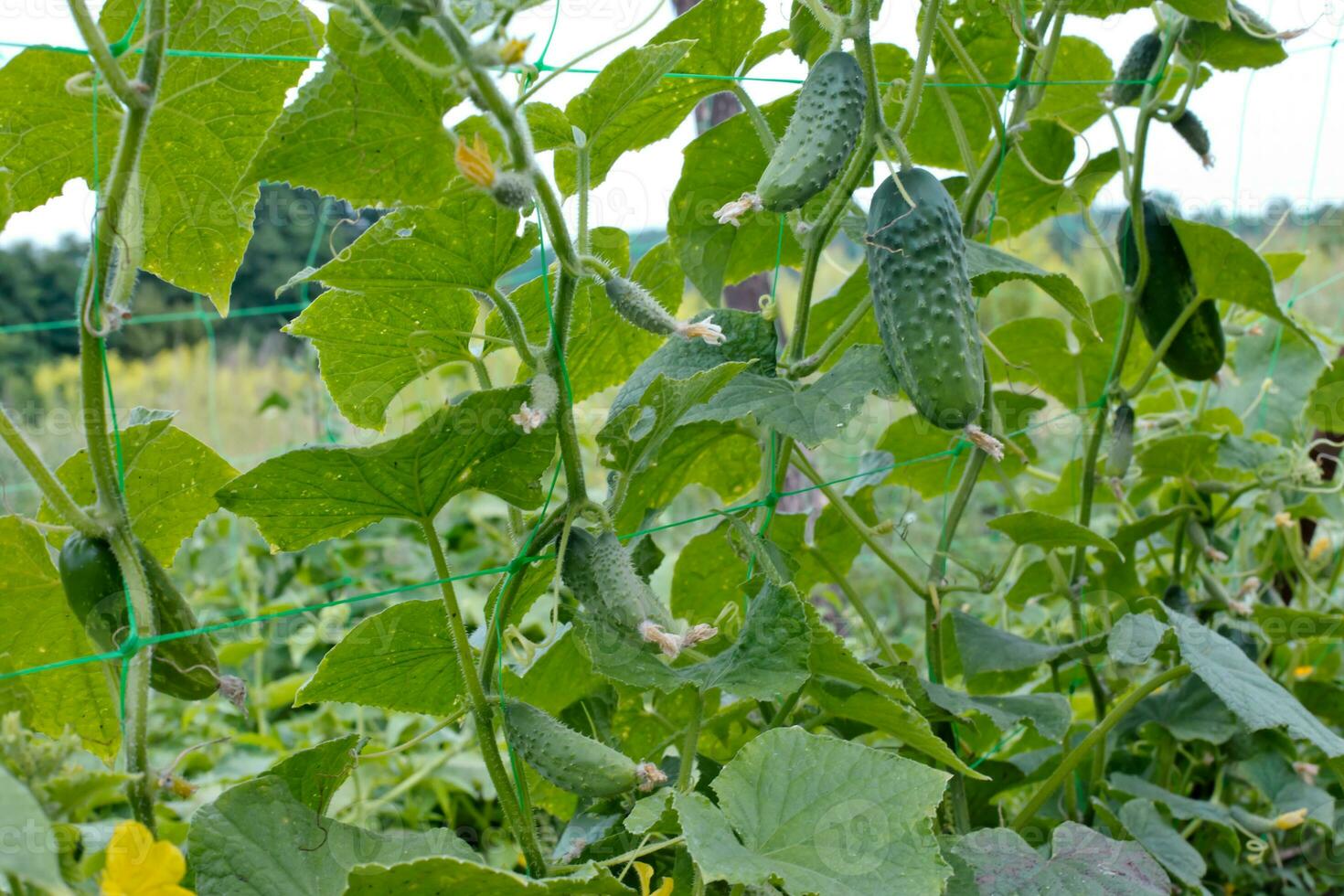 Top cucumber Cucumis sativus sprout with young leaves and antennaeCucumber in garden is tied up on trellis. photo