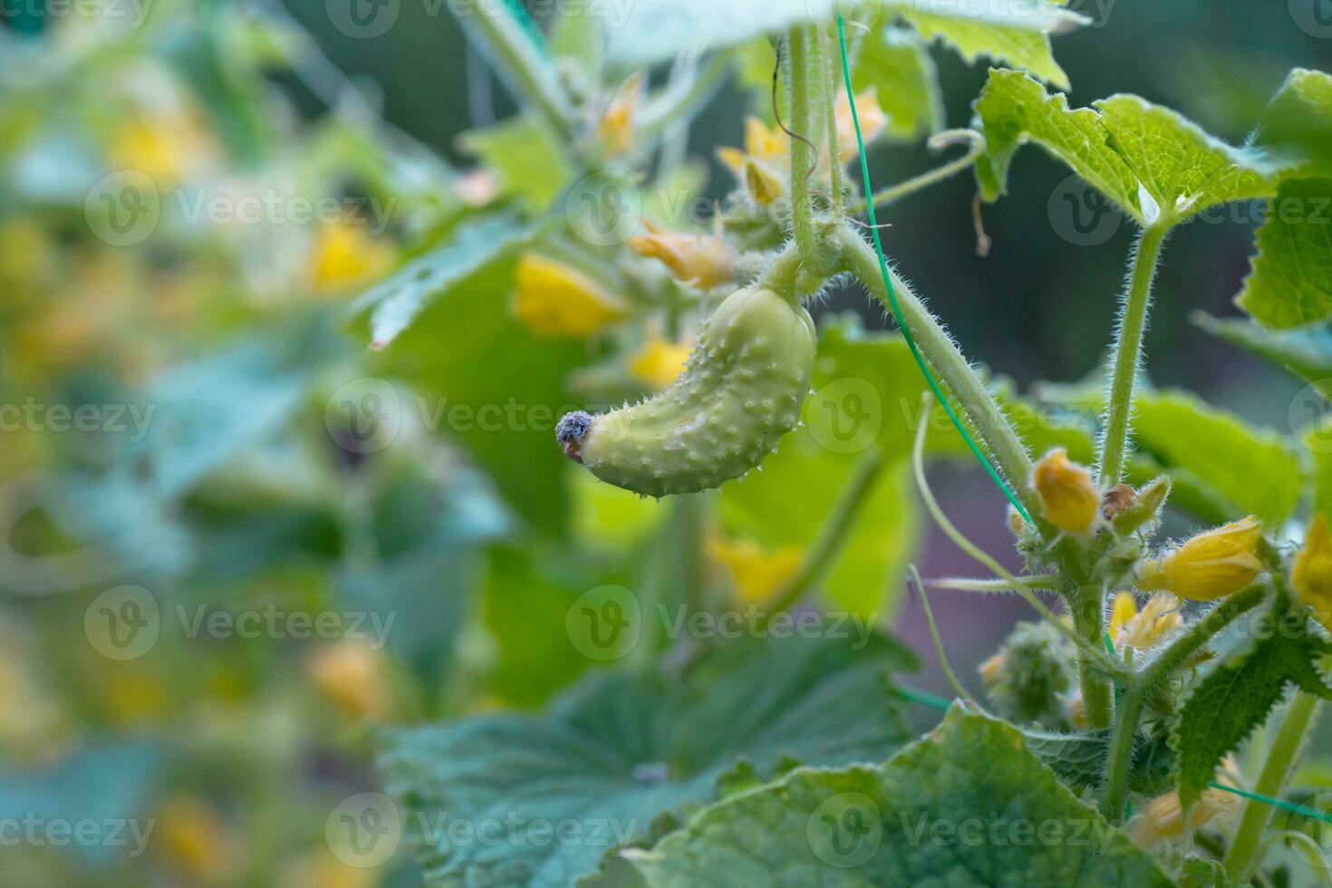 One white type angel cucumber on a bed among yellow flowers. Hybrid varieties of cucumbers in the garden. photo