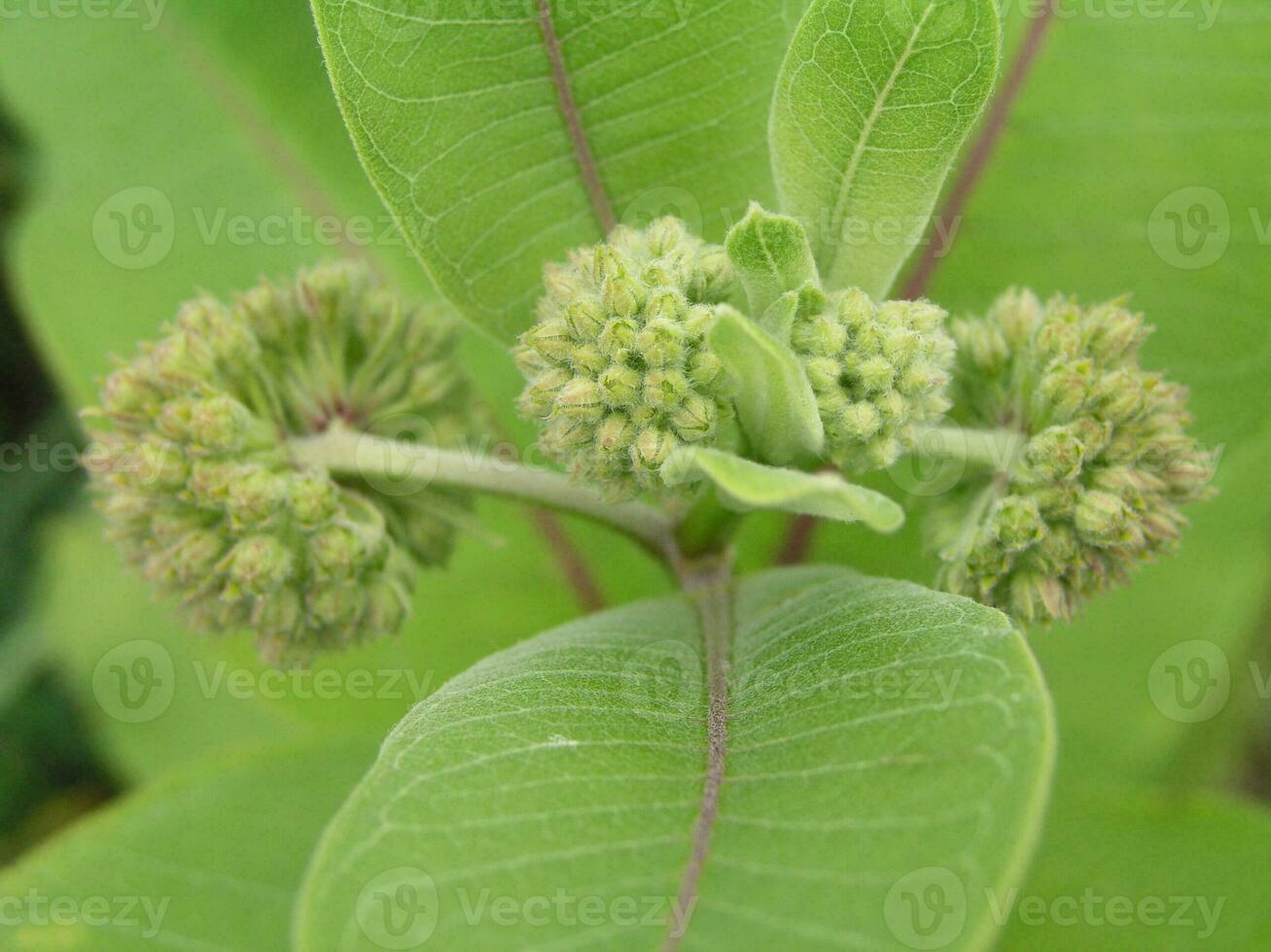 Asclepias syriaca, common thrush, butterfly flower, mulberry, si photo