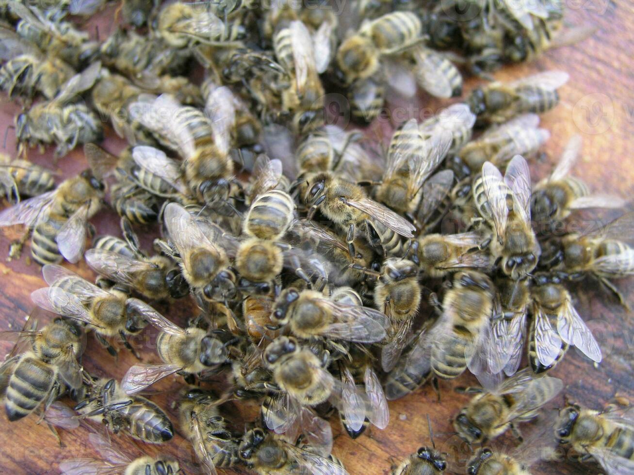 cluster requeening by bees, colony of bees. Bees took queen bee to cluster after replanting, wrong replacement. Working bees kill queen bee. photo