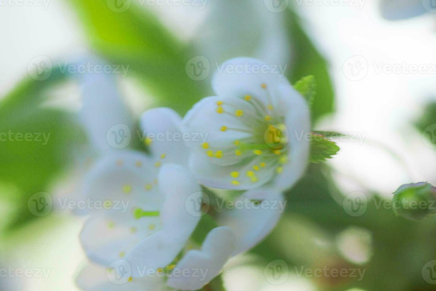 White with pink flowers of the cherry blossoms on a spring day in the park photo