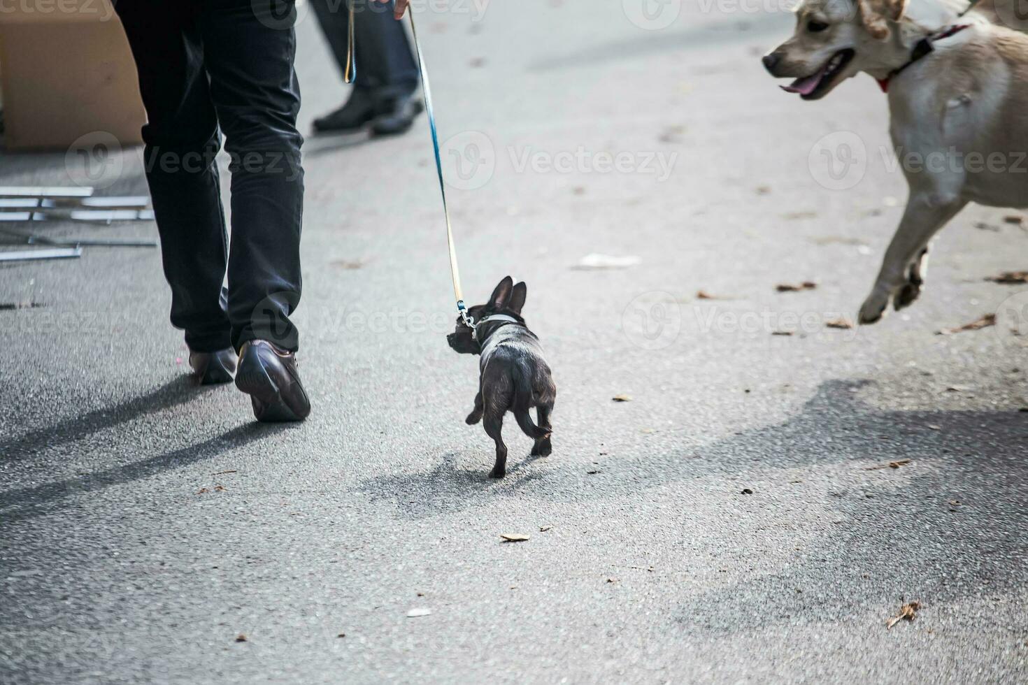 pequeño perro en Correa. grande perro se apresura a pequeño perro en calle. peligroso caminando animales agresivo perro. foto