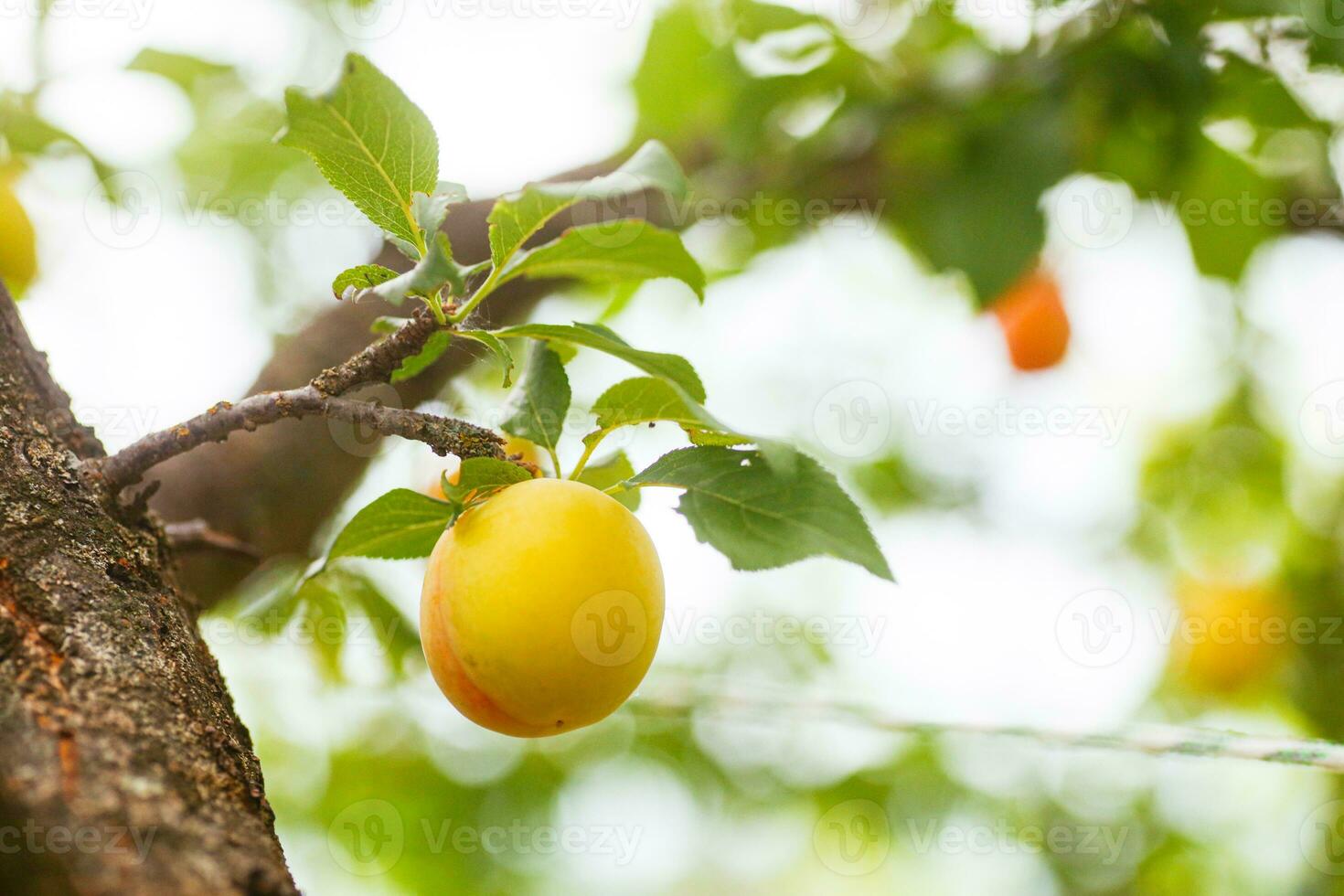 Cherry plum or Myrobalan Prunus cerasifera Yellow ripe drupe, stone-fruit of on branches of tree in summer. Orchards during harvest of fruits. photo