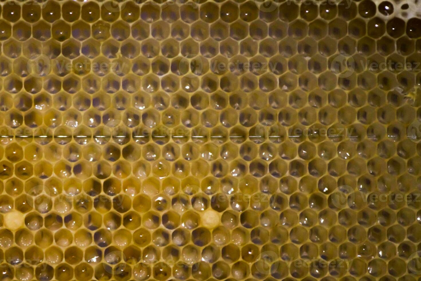 Honeycombs with larvae of honeybees. Large white bee larvae. photo