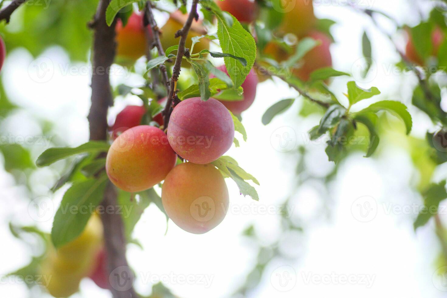 Cherry plum or Myrobalan Prunus cerasifera Yellow ripe drupe, stone-fruit of on branches of tree in summer. Orchards during harvest of fruits. photo