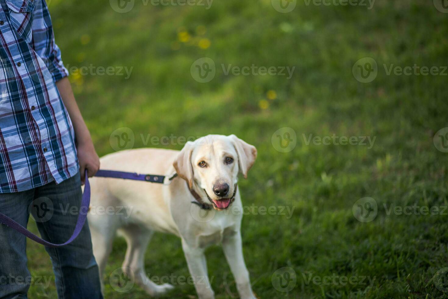 Labrador Retriever, also Labrador, labradorite for a walk. The boy is holding a Labrador on a leash. The dog stuck out his tongue. photo