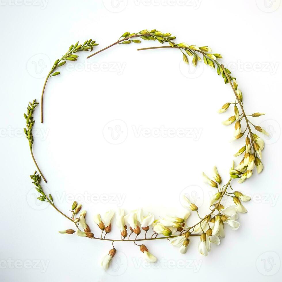 Frame of buds and acacia flowers on a white background. Spring background for honey advertising. photo