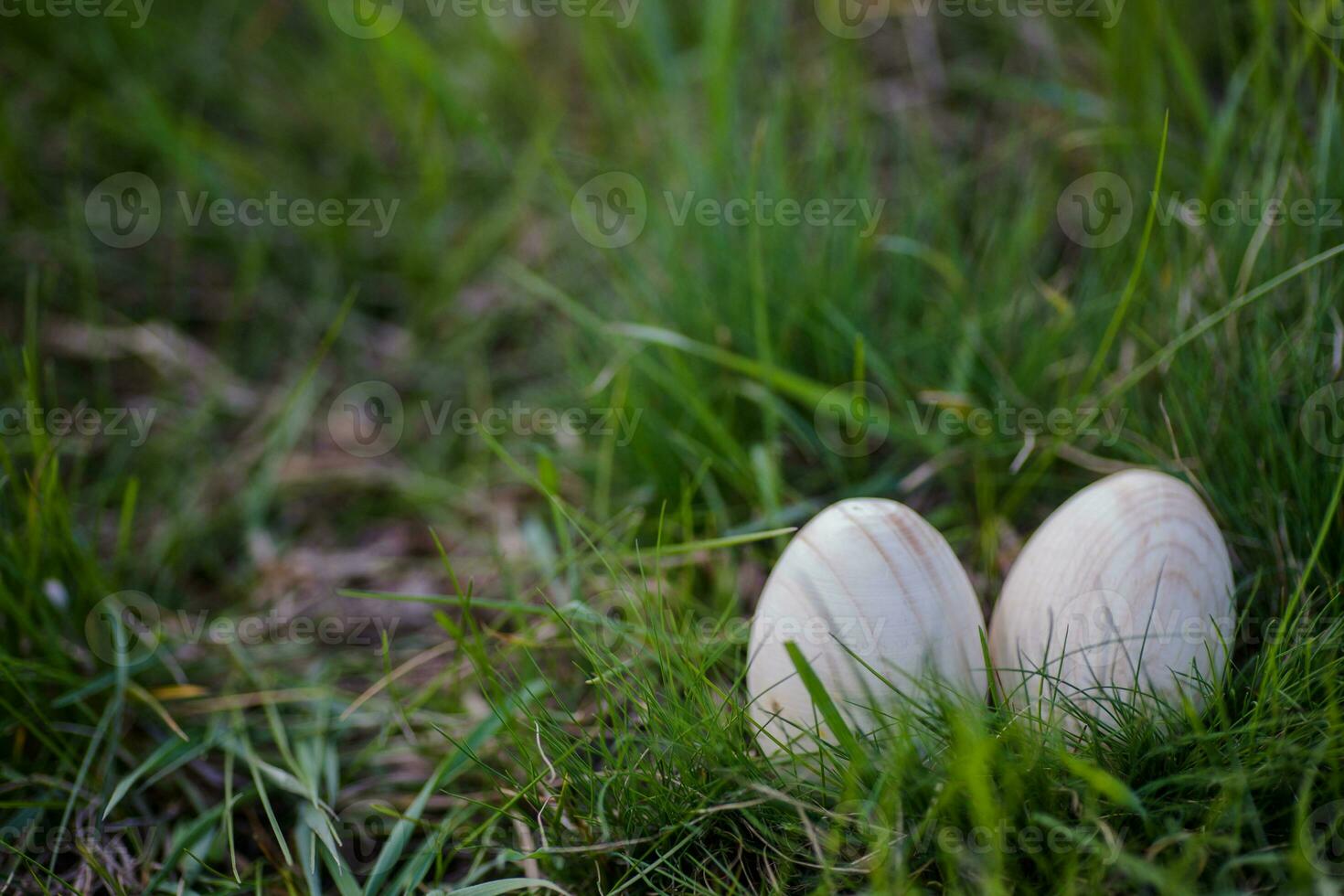 Two white Easter eggs with a branch of apricot in green grass. Easter background. Search for eggs at Easter. photo