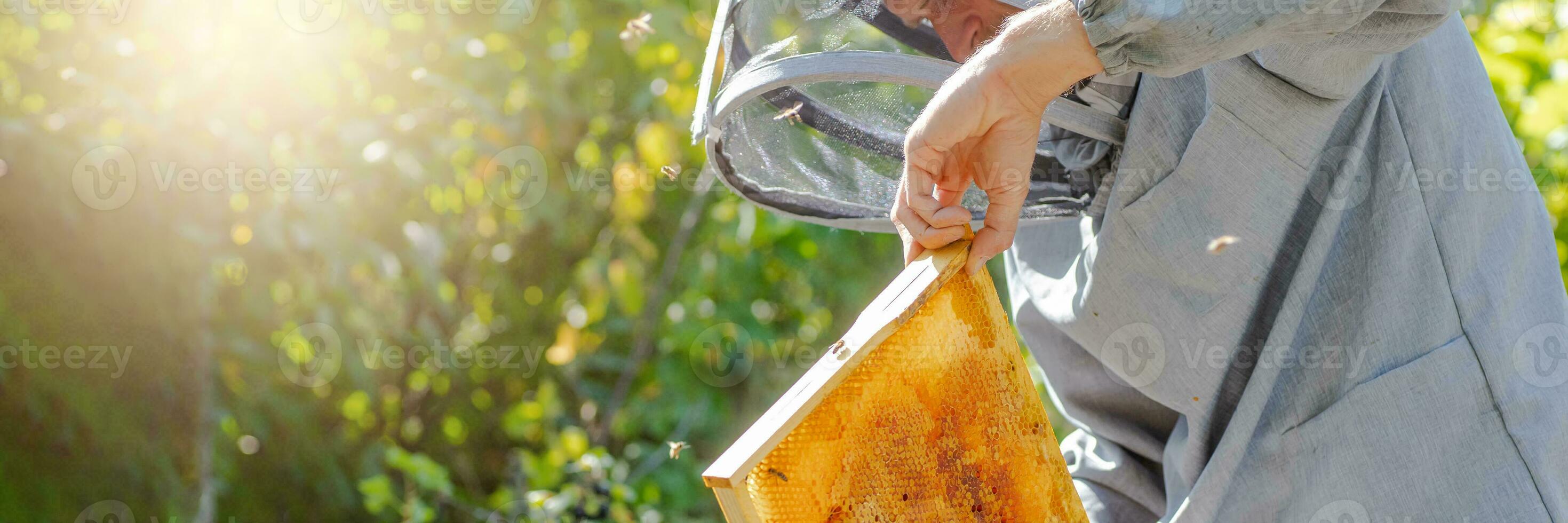 beekeeper swipes bees from frame, uniting bee family and puts frame with queen cells in apiary. Beekeeping. Beekeeper grey protective suit costume checks beehives with bees, caring for frames. photo