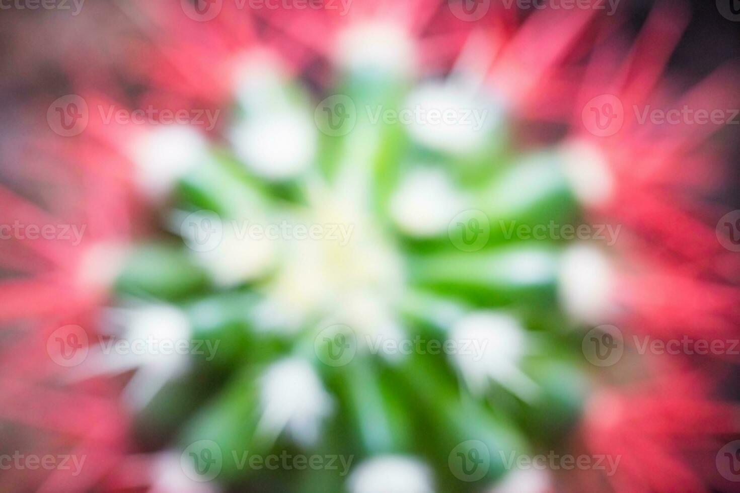 Coral red needles of a cactus. New white needles on a cactus. photo