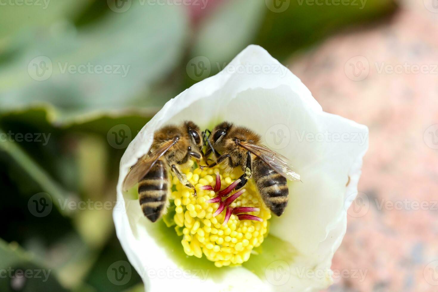 Honey bee collects nectar and pollen in early spring from hellebore, hellebores, Helleborus flowering plants in the family Ranunculaceae. photo