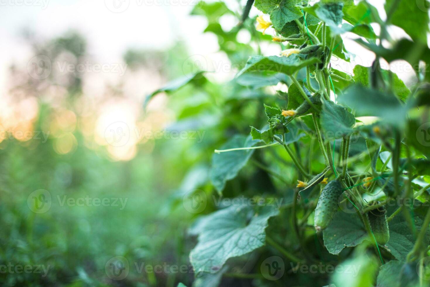 Cucumber ovary and yellow flower. Cucumber Cucumis sativus in the vegetable garden with ovary onstalk with leaves. Cucumber in garden is tied up on trellis. photo