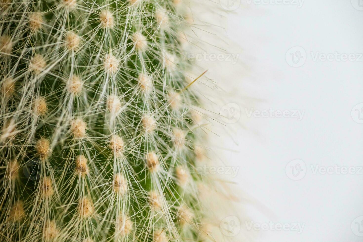 Cactus with white fluffy needles. Beautiful cactus close-up photo