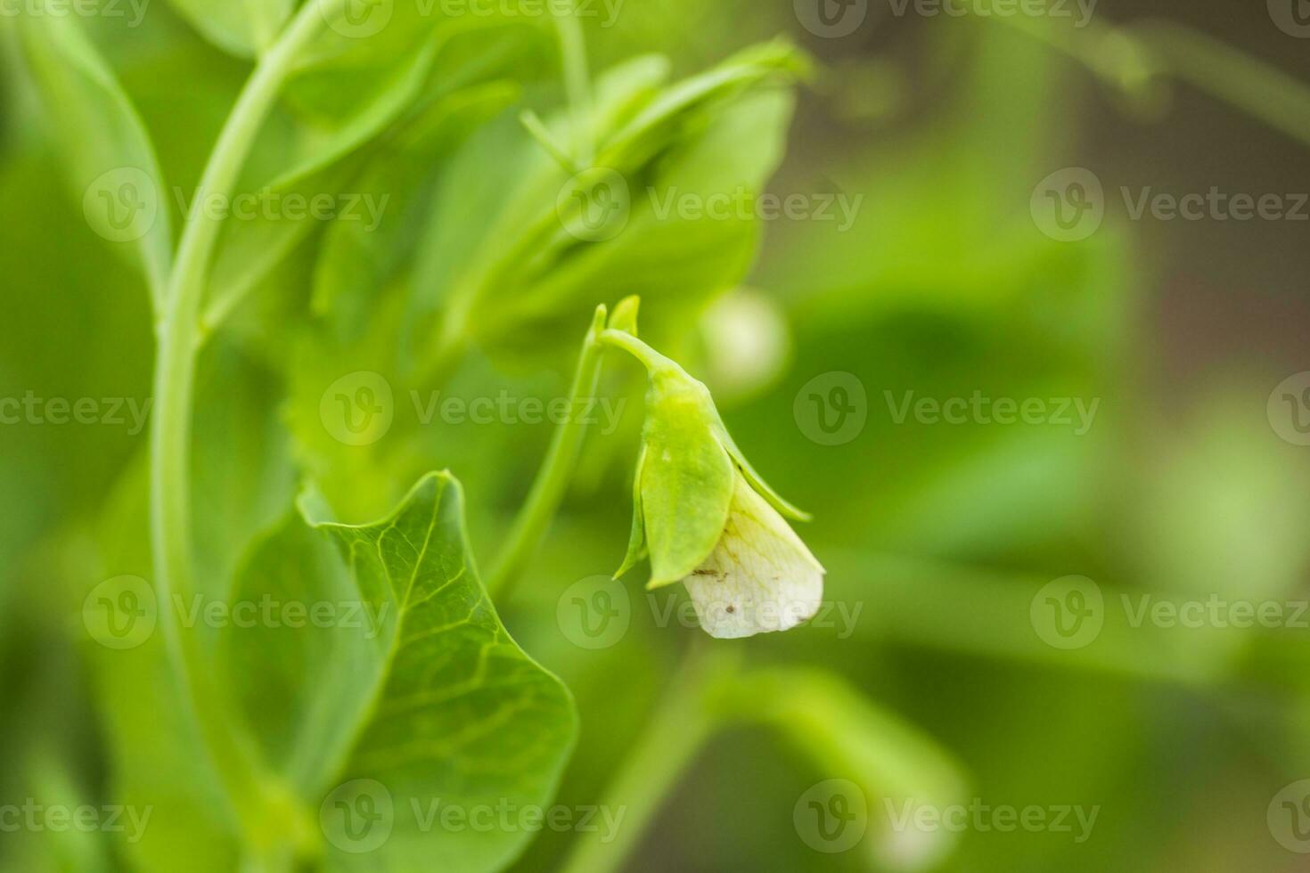 Pisum sativum, pea, garden peas in the garden. Flower pea. Pea pod on a bush close-up. Vegetarian food. Growing peas outdoors. photo