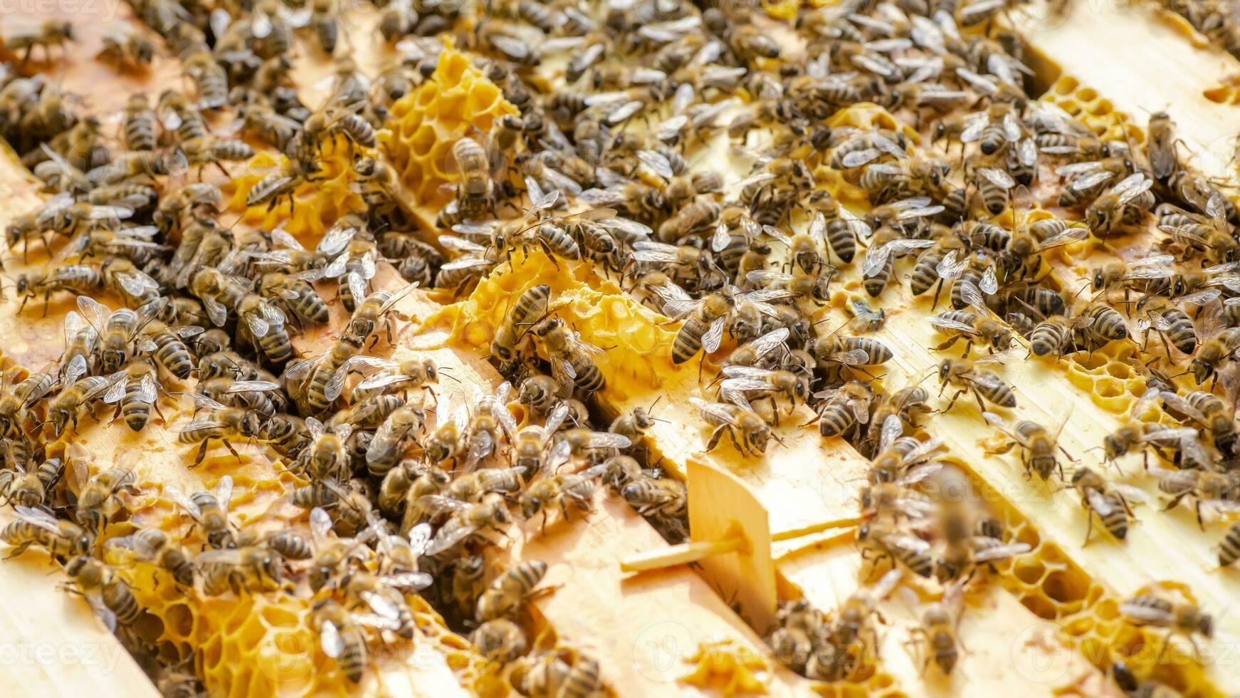 Inspection of bee families on apiary in spring Beekeeping concept. Soft focus photo