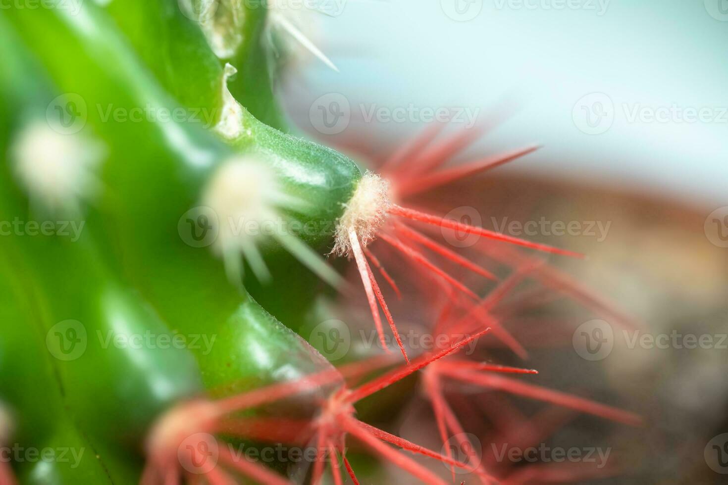 Coral red needles of a cactus. Desert Barrel Cactus close-up. New white needles on a cactus. trend color. Top view. photo