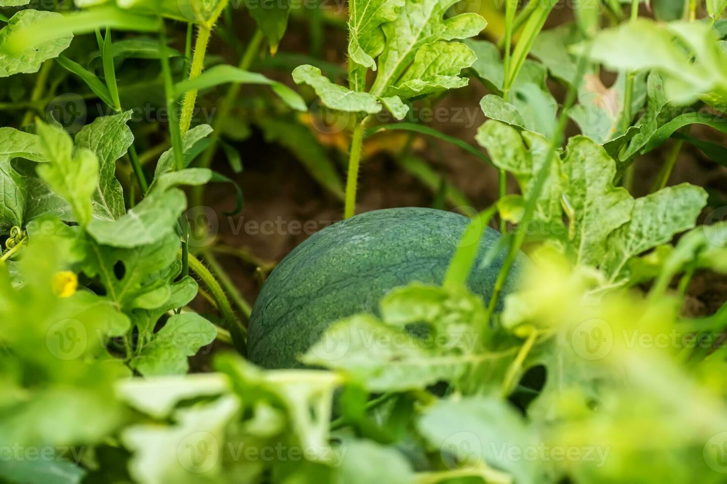 grande verde maduro citrullus lanatus, sandía creciente en el jardín. futuro frutas verde hojas en el tallo de un sandía. foto