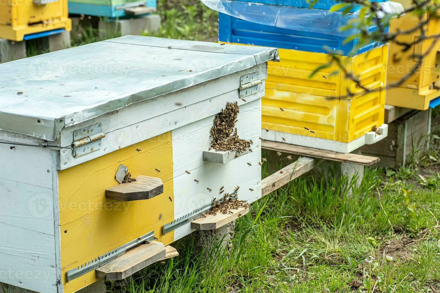 Hives in an apiary with bees flying to the landing boards in a green garden photo