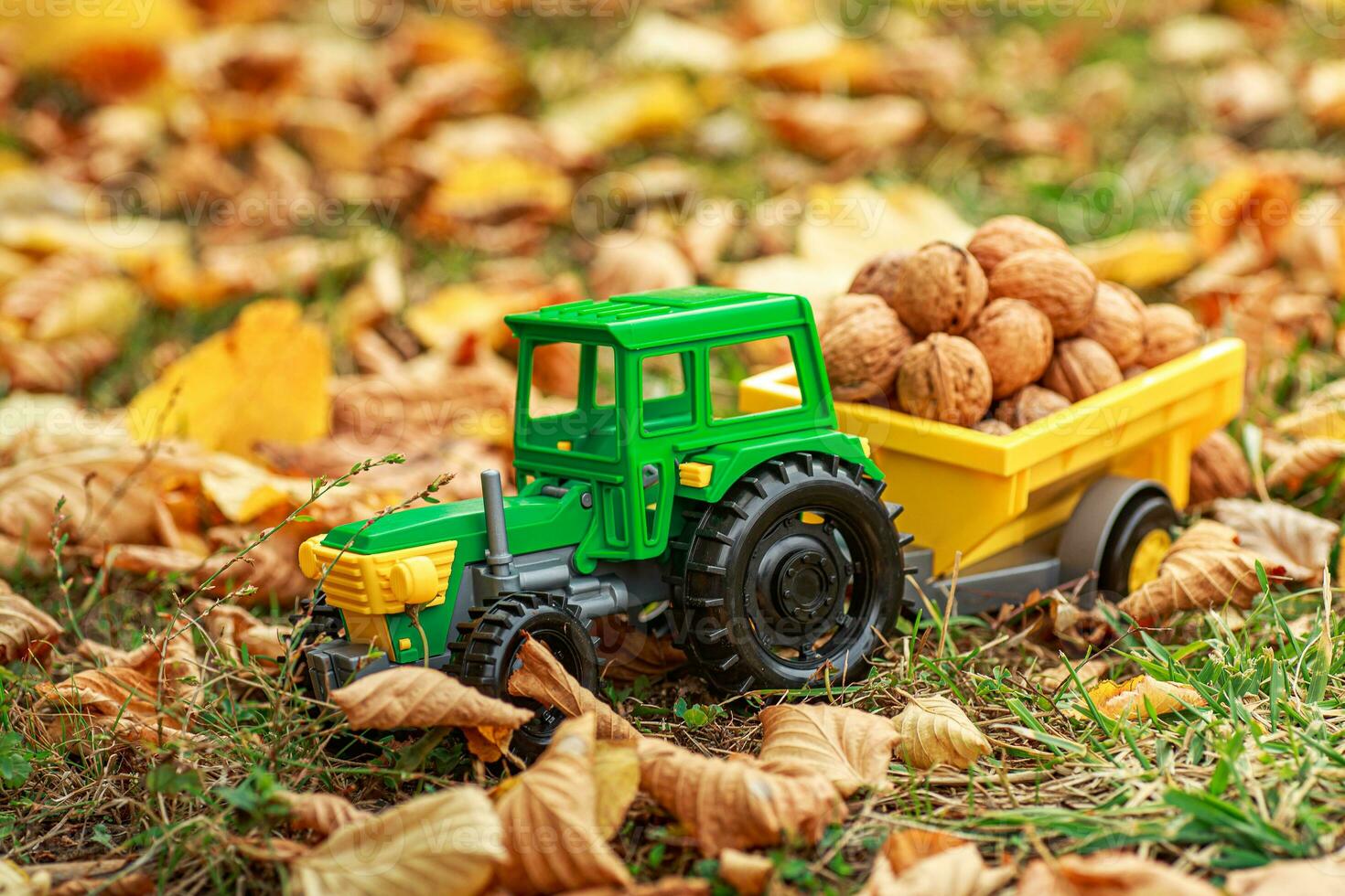 Green tractor carries nuts in the back. Toy tractor with a crop of ripe walnuts. photo