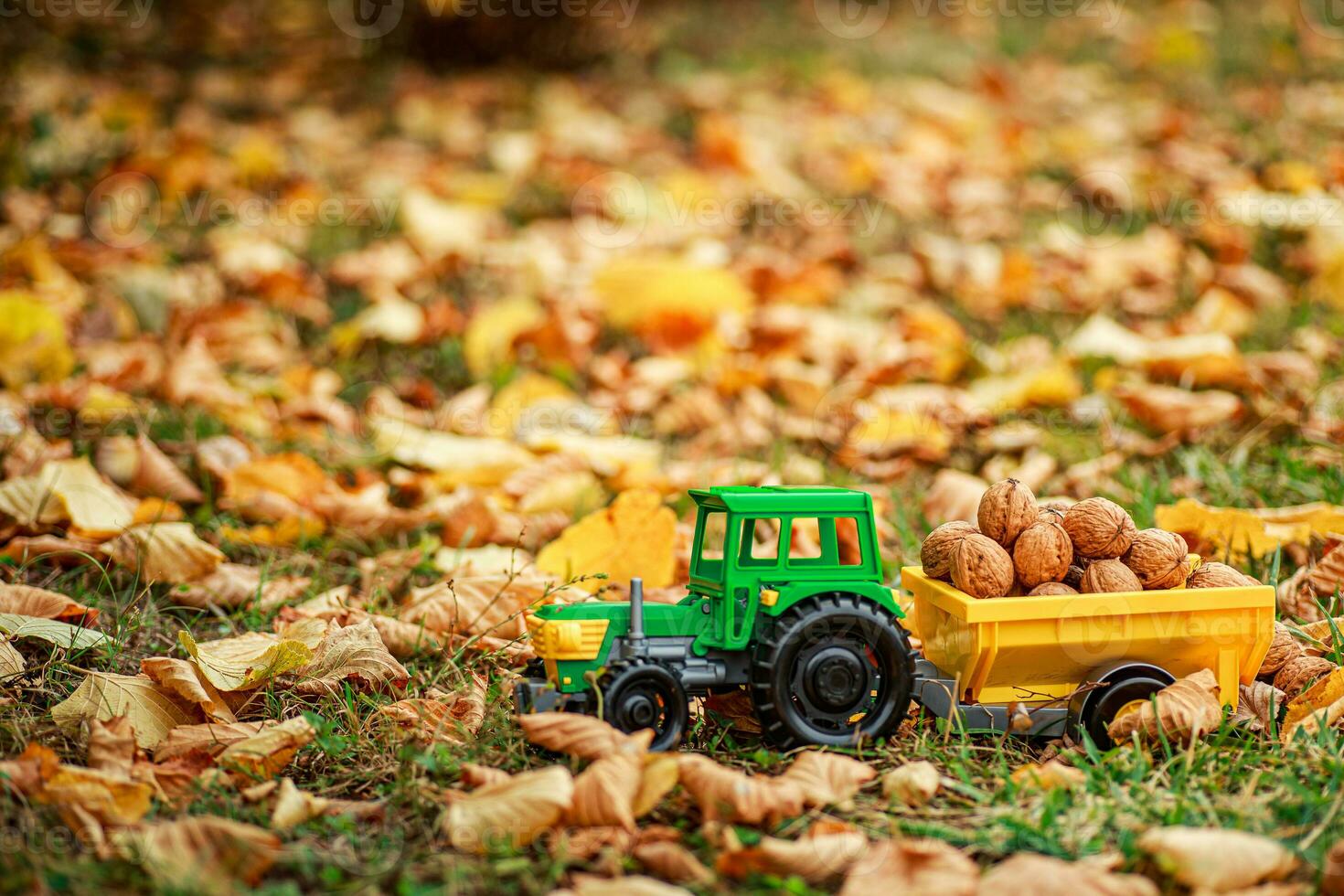 Green tractor carries nuts in the back. Toy tractor with a crop of ripe walnuts. Autumn photophone. photo