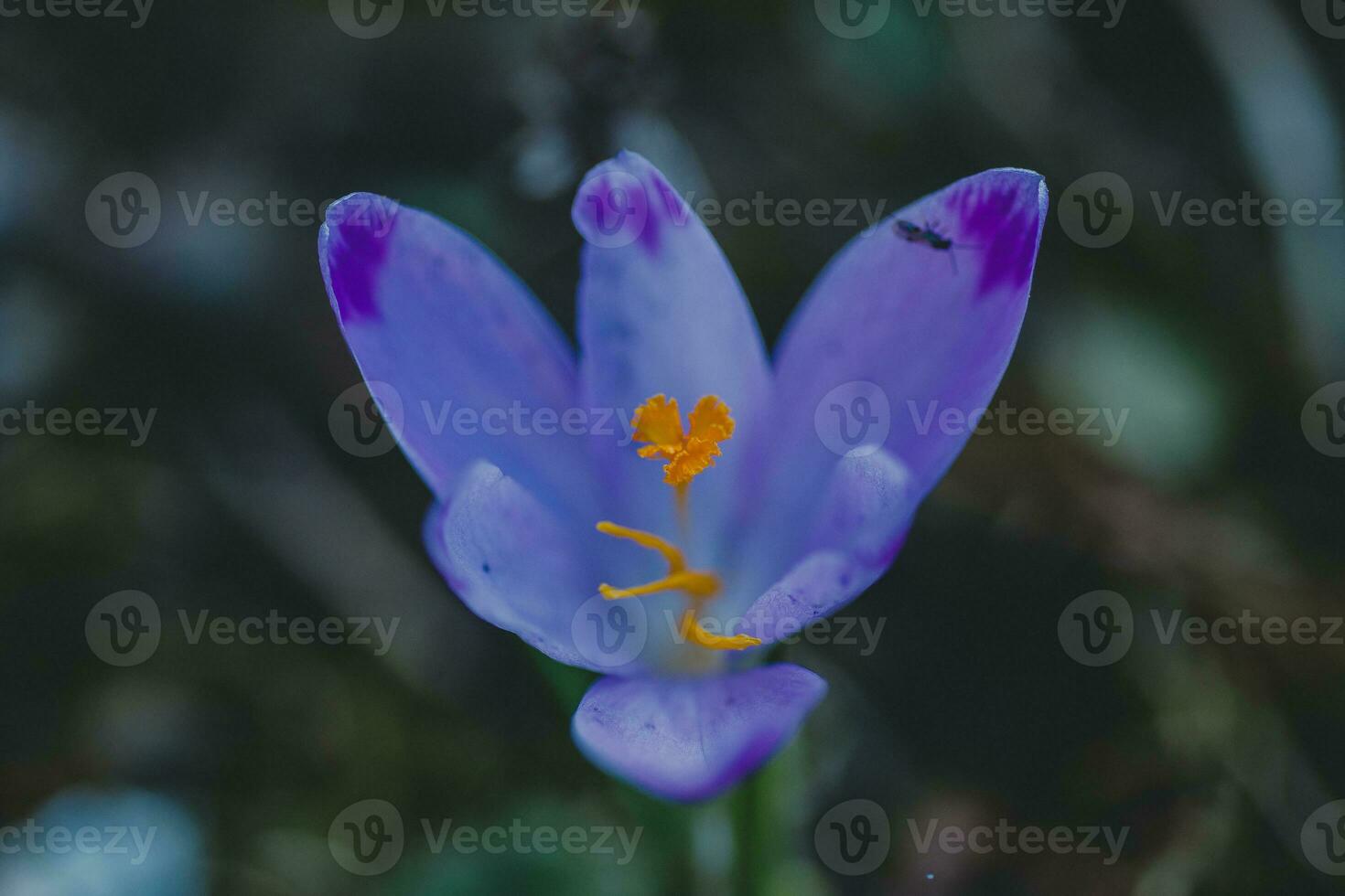 Crocus, crocuses or croci that blooms in the meadow. photo