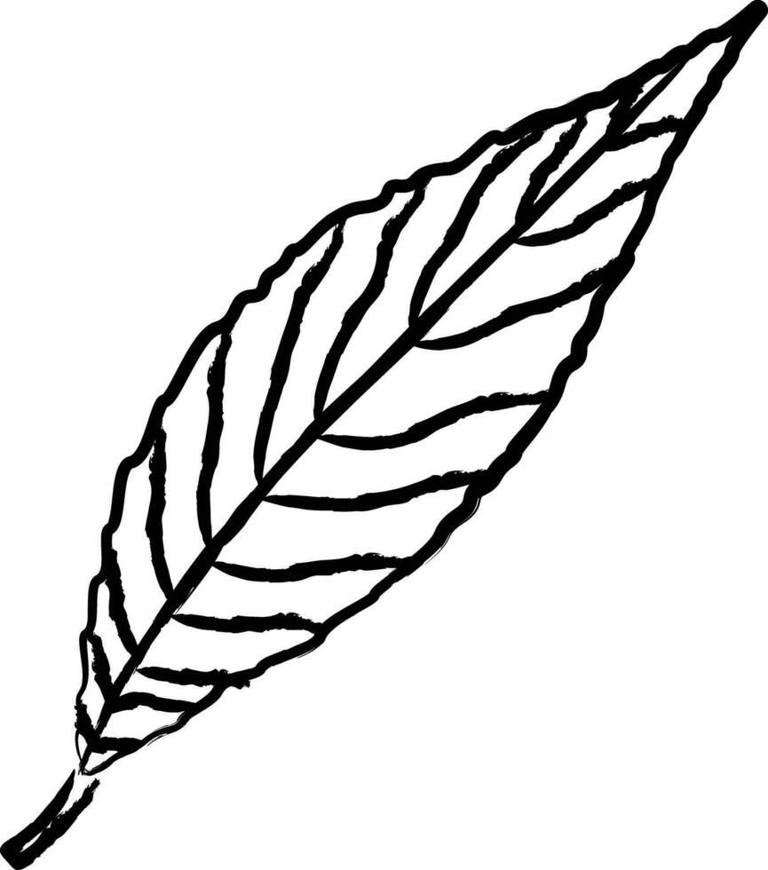 Willow Leaf hand drawn vector illustration