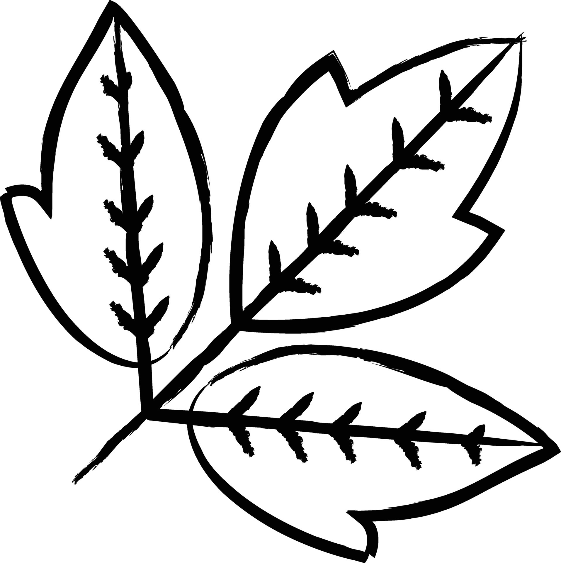 Box elder Leaf hand drawn vector illustration 34787895 Vector Art at