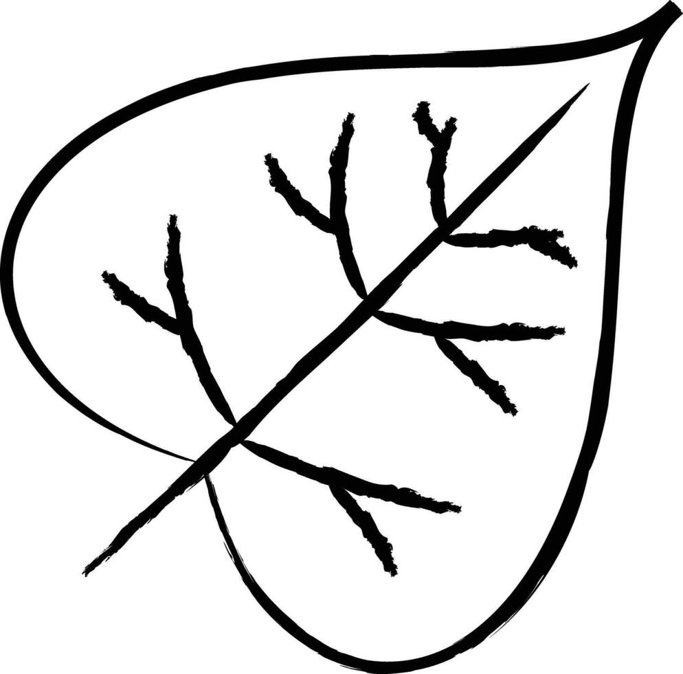 Catalpa Leaf hand drawn vector illustration