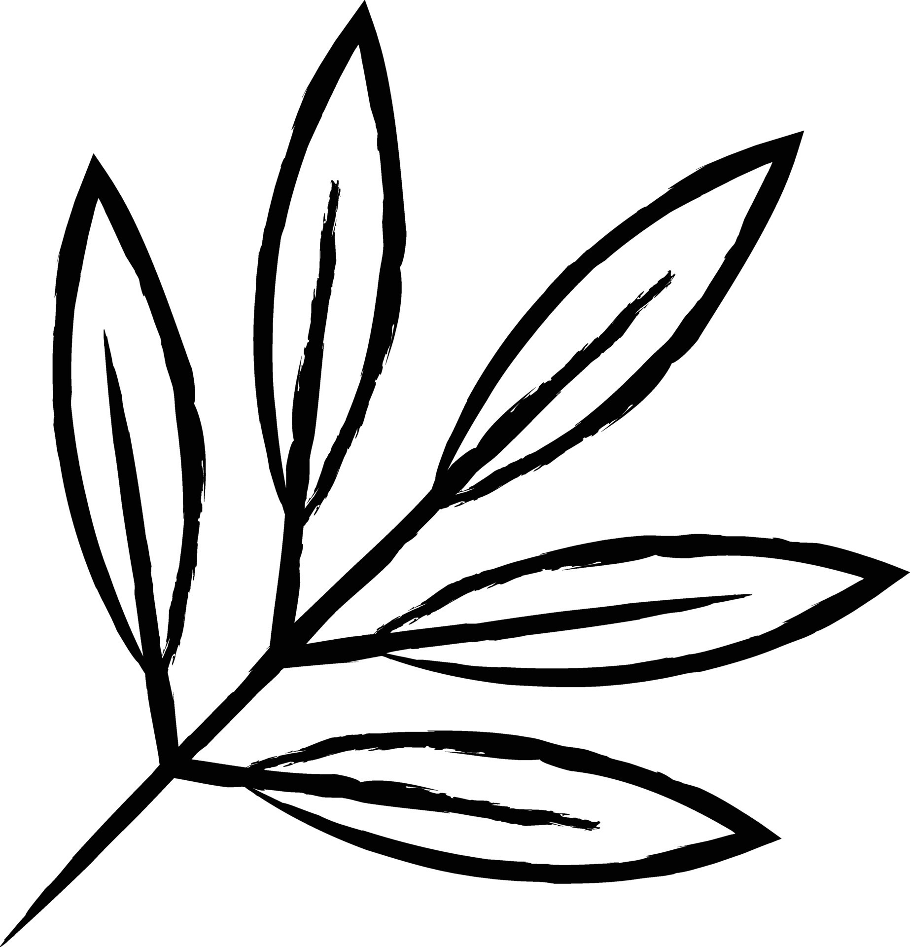 Sage Leaf hand drawn vector illustration 34787965 Vector Art at Vecteezy
