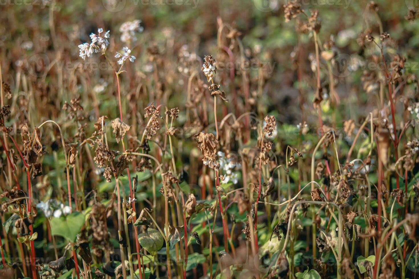 Buckwheat after frost. Frozen leaves and flowers of Buckwheat. Plants after sharp cold snap. Dead parts of plants after frost. destroyed crops, collapse of business. Problems of agronomy photo