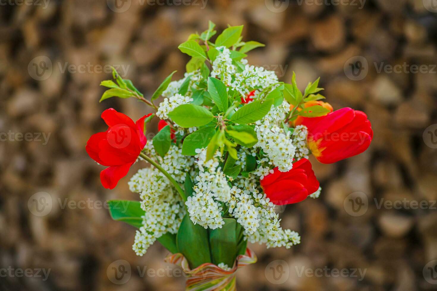 Still life of bird cherry and tulips. bouquet flowers on background of green grass. Background for greeting card with beginning of spring, March 8 or Valentine's Day. photo