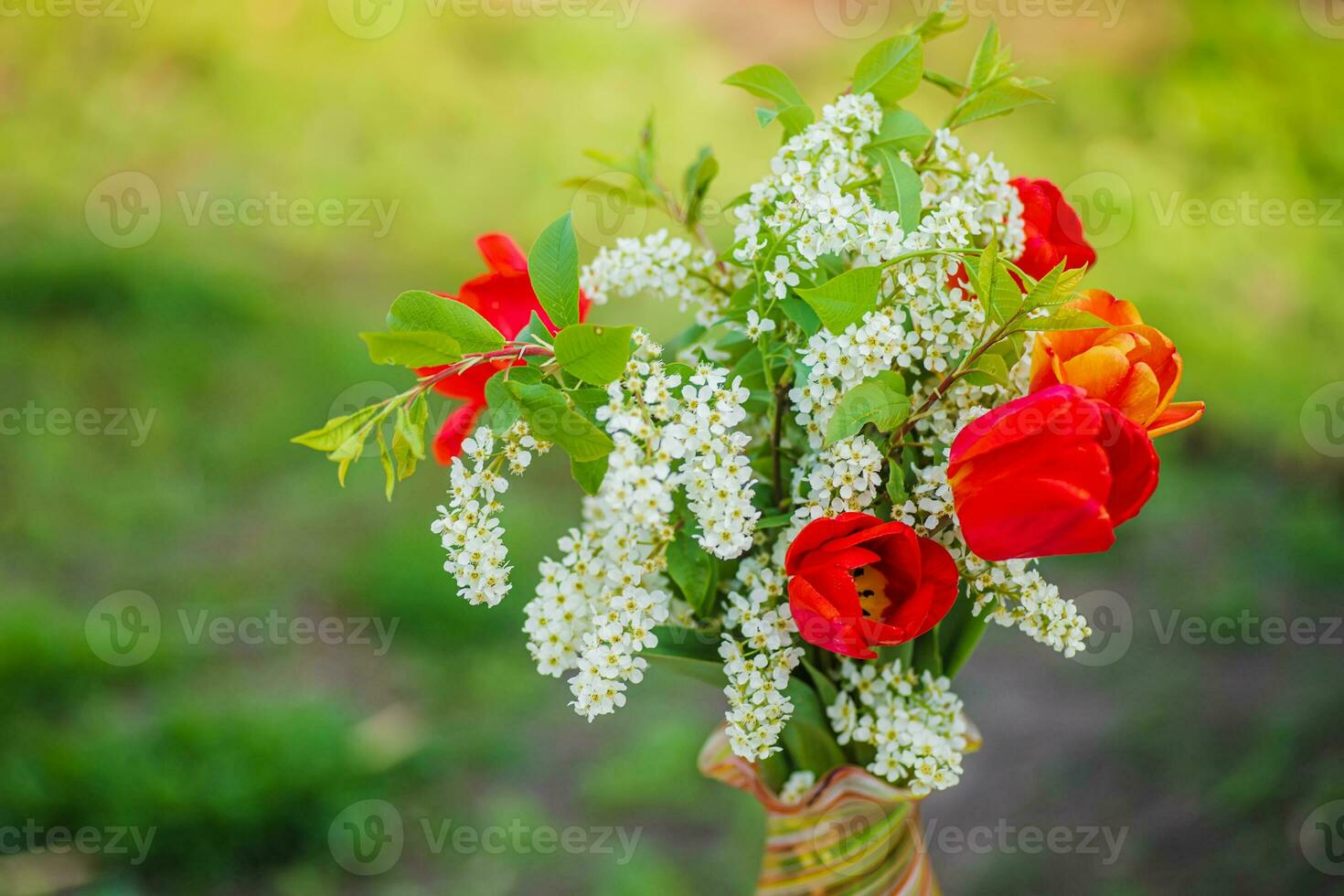 Still life of bird cherry and tulips. bouquet flowers on background of green grass. Background for greeting card with beginning of spring, March 8 or Valentine's Day. photo