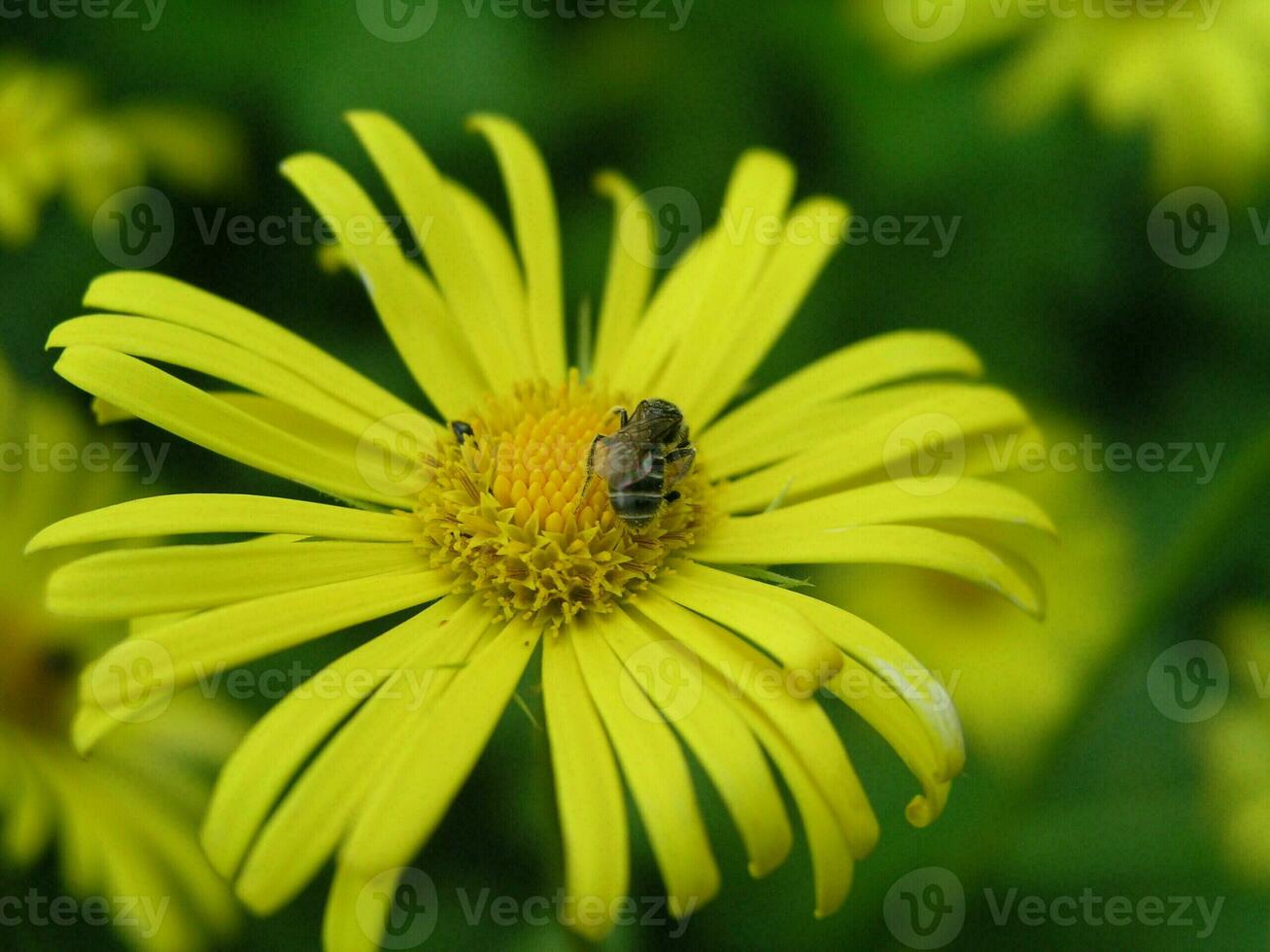 A bee collects nectar from a yellow flower Doronicum grandiflorum  in the month of May.   Honey plants Ukraine. Collect pollen from flowers and buds photo
