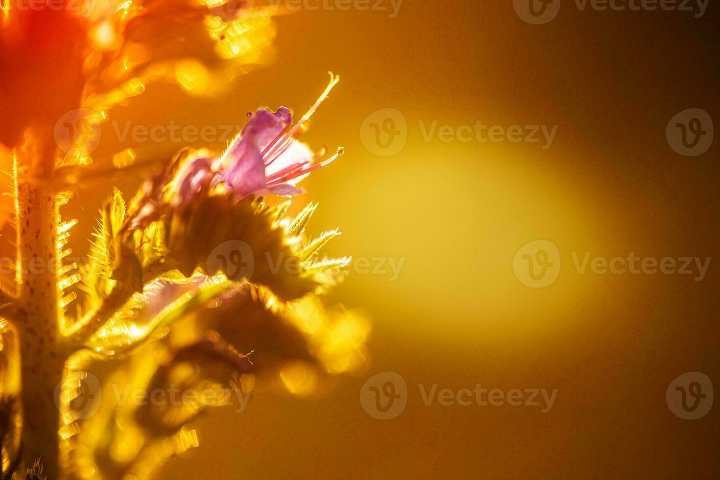 Blue melliferous flowers of Echium vulgare viper's bugloss and blueweed blue weed flowers in the meadow in summer at sunset in the rays of the setting sun photo