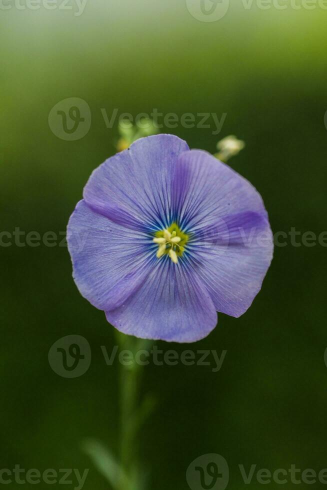 decorative flax flower Defocused photo