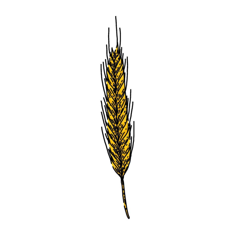 grain rye sketch hand drawn vector