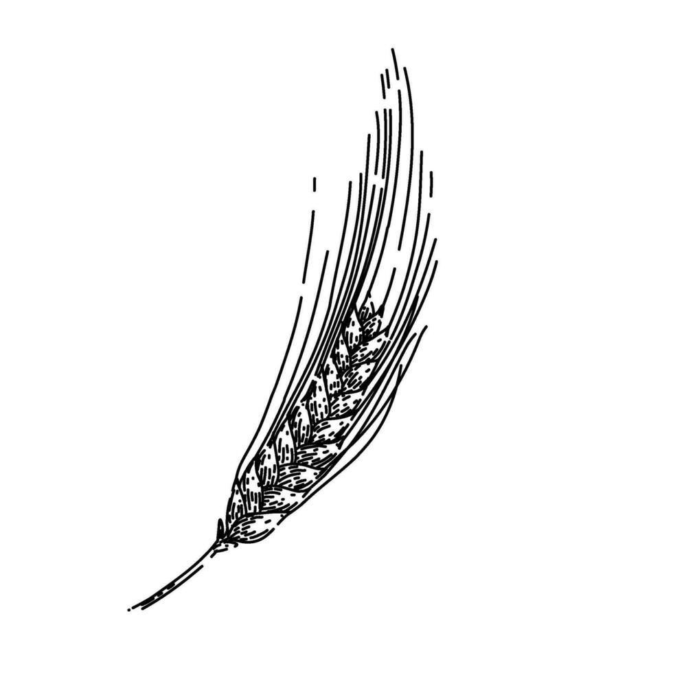 agriculture barley sketch hand drawn vector