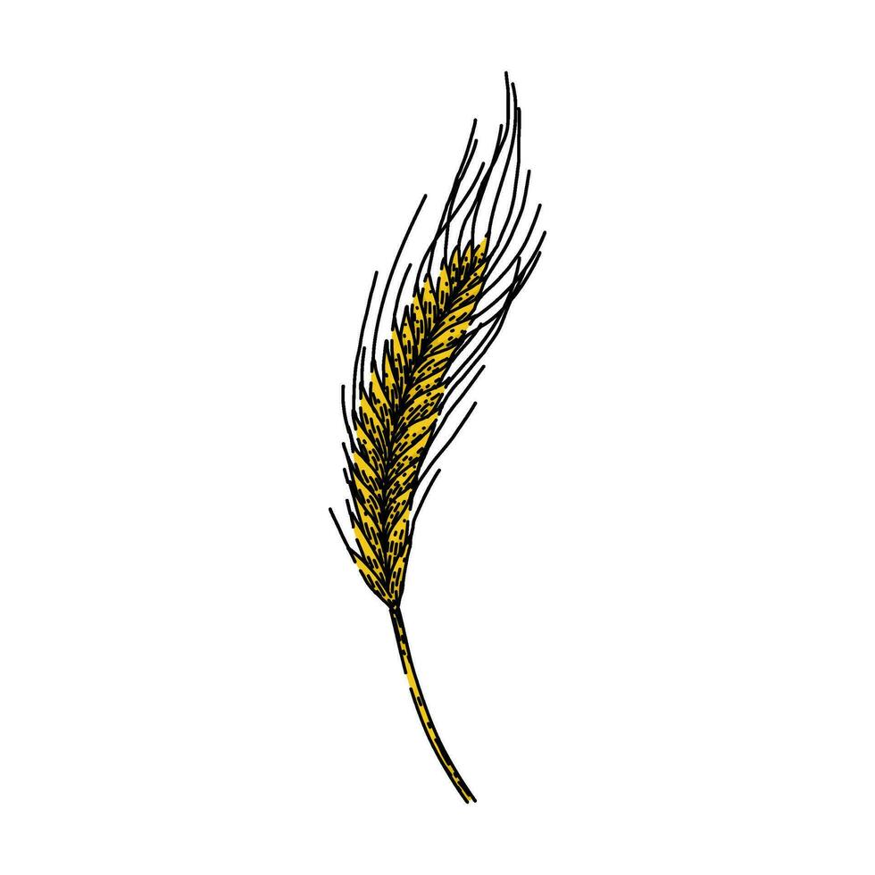 cereal rye sketch hand drawn vector