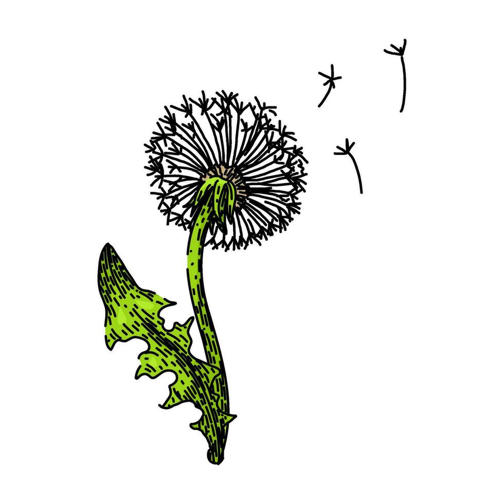 blossom dandelion sketch hand drawn vector