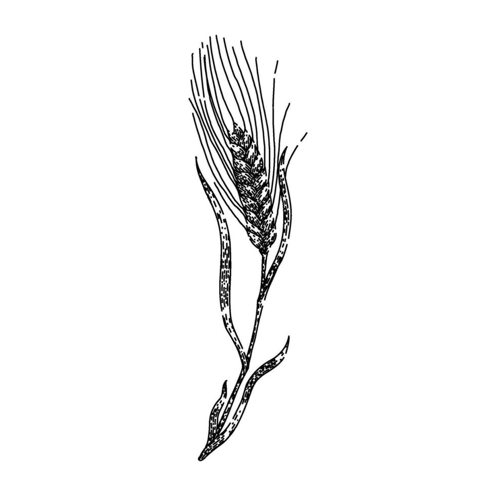 harvest barley sketch hand drawn vector