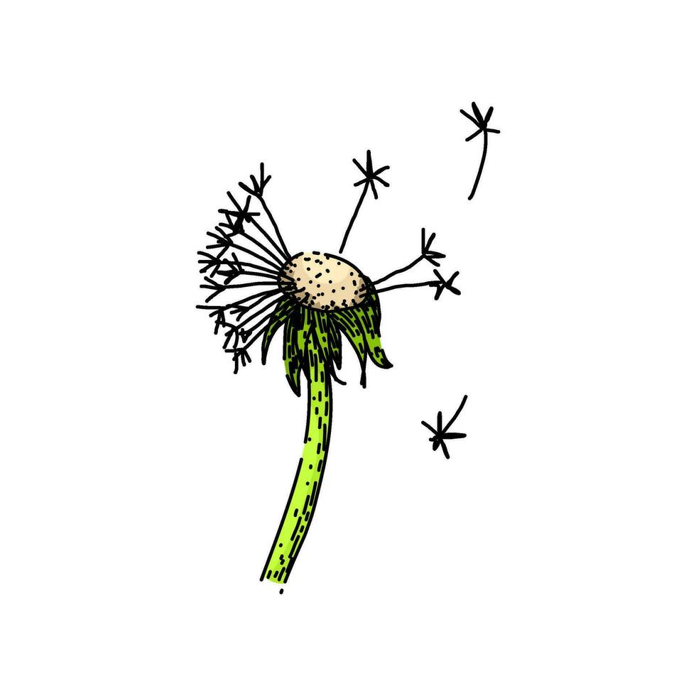 spring dandelion sketch hand drawn vector