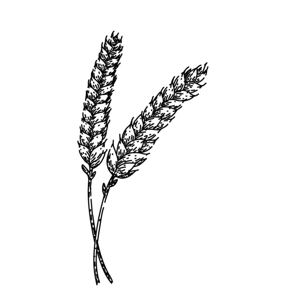 grain wheat sketch hand drawn vector