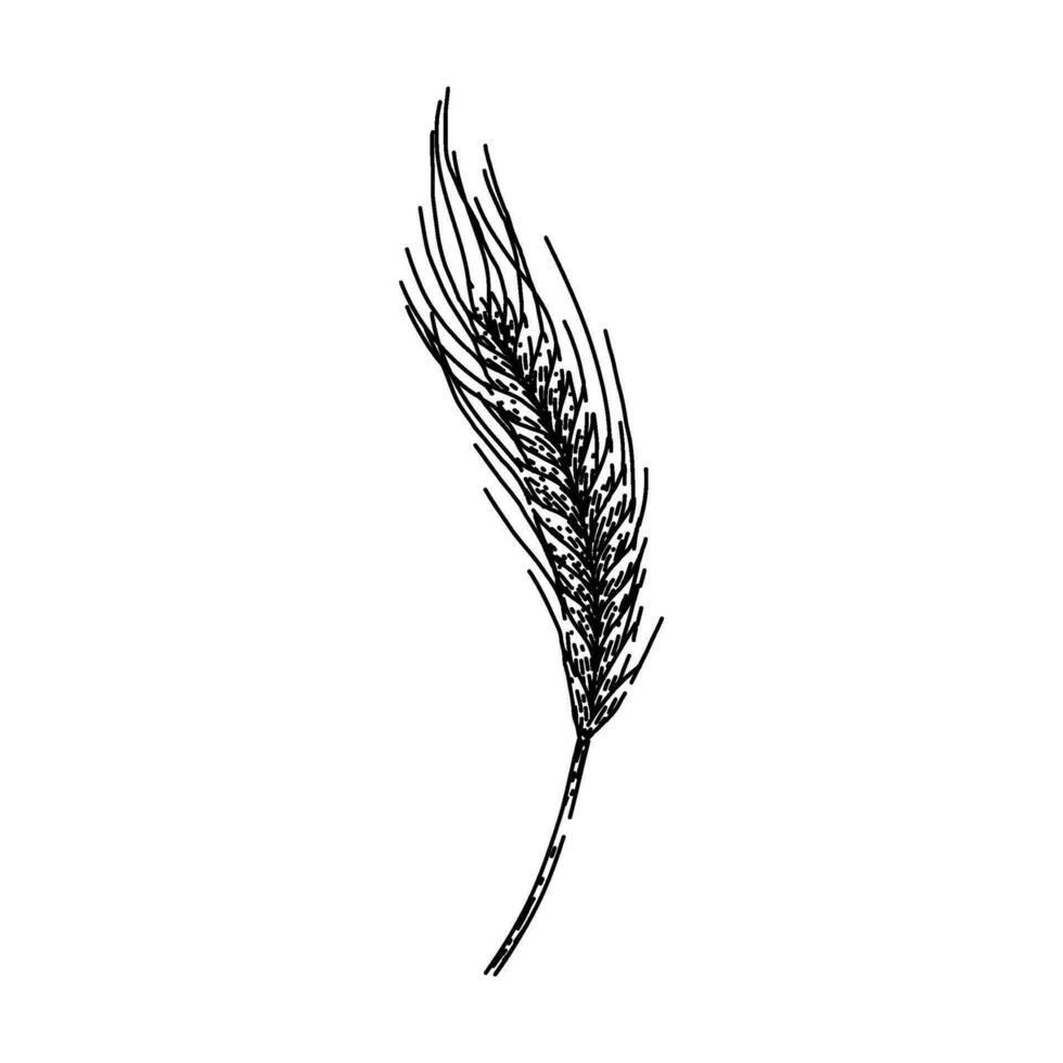 cereal rye sketch hand drawn vector