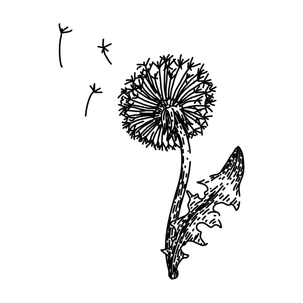 blossom dandelion sketch hand drawn vector