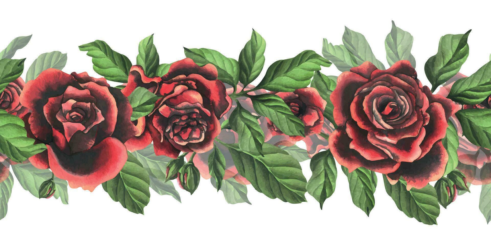 Redblack rose flowers with green leaves and buds, chic, bright, beautiful. Hand drawn watercolor illustration. Seamless border a white background, for decoration and design vector