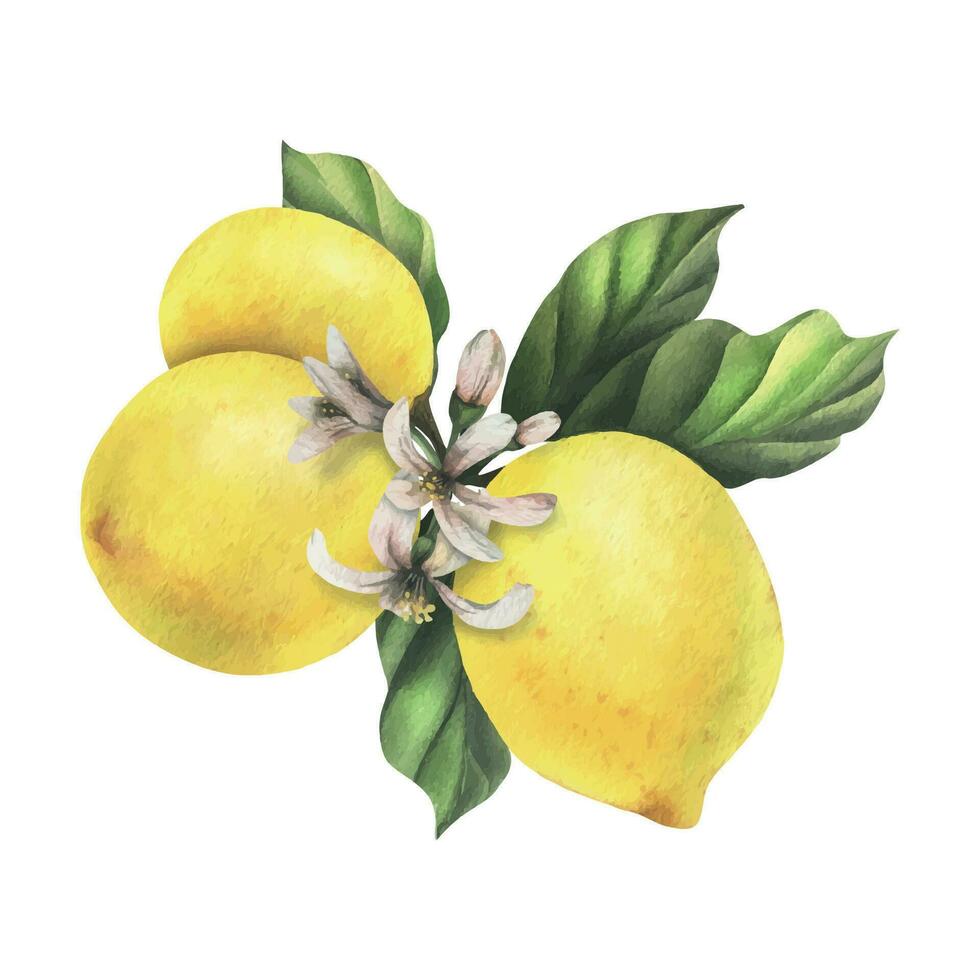 Lemons are yellow, juicy, ripe with green leaves, flower buds on the branches, whole. Watercolor, hand drawn botanical illustration. Isolated object on a white background. vector