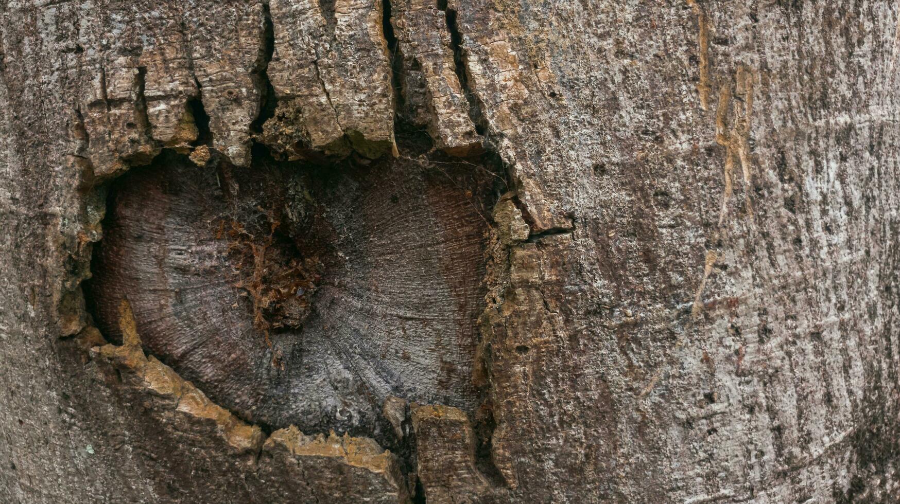 agujero en un árbol foto